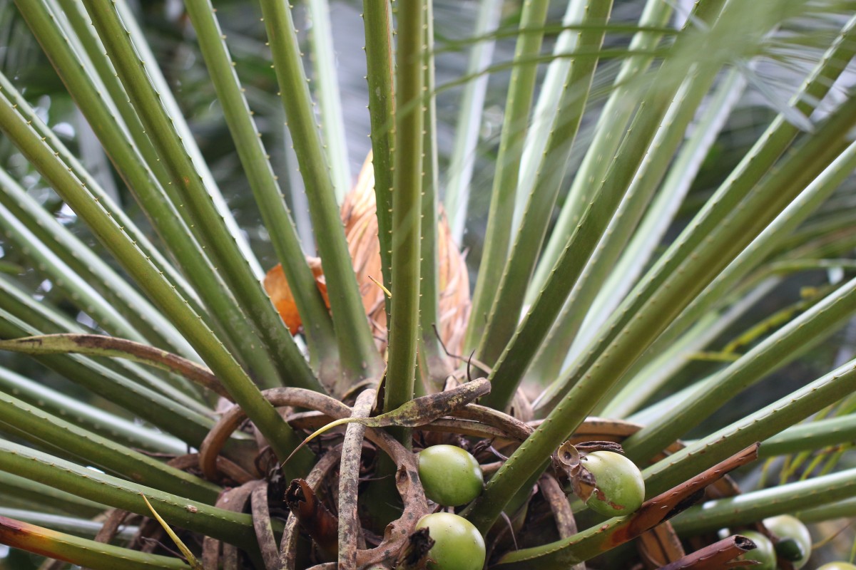 Cycas zeylanica (J.Schust.) A.Lindstr. & K.D.Hill